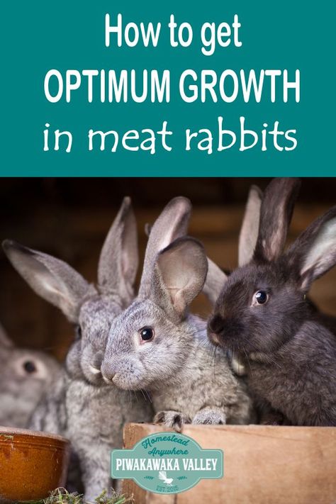 Raising Meat Rabbits, Meat Rabbits Breeds, Rabbits For Meat, Raising Rabbits For Meat, Pet Rabbit Care, Rabbit Farm, Meat Rabbits, Raising Rabbits, Rabbit Breeds