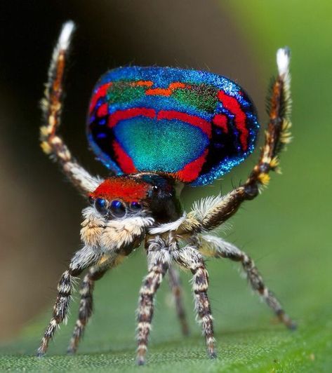 Arachnids Spiders, Weird Insects, Cool Insects, Cool Bugs, Jumping Spider, Beautiful Bugs, Arthropods, Arachnids, Bugs And Insects