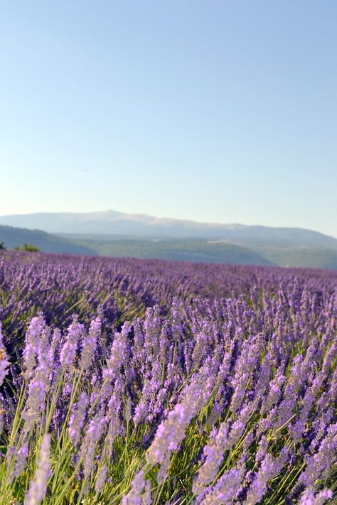 Lavender Field, Lavender Plant, Lavender Fields, Provence, Turning, Lavender, Yellow, Purple, For Sale