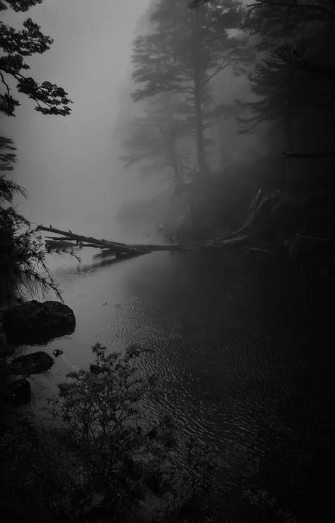 Photo by joachimbrandstetter Dark Naturalism Aesthetic, Devil Photo, Dark Naturalism, Dark Forest Aesthetic, Gothic Garden, Forest Background, Scary Places, The Fog, Dark Places