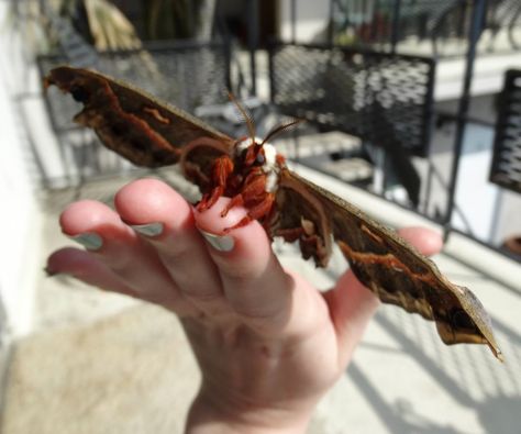 When I was a kid, I found a HUGE green caterpillar in the backyard that looked like it had ladybugs growing out of its back. I used my insect book to identify it, and found that it was the larvae of the giant Cecropia moth. The species of silk moth will spend all winter in a cocoon and hatch in the spring, boasting a wingspan of 6 inches, give or take.Very excited by this find, I housed the caterpillar in a roomy hamster cage, fed him, and kept the subsequent cocoon safe all winter. I was ve... Pet Bugs, Moth Cocoon, Garden Pests Control, Silk Moths, Giant Moth, Green Caterpillar, Silk Moth, Cecropia Moth, Cute Moth