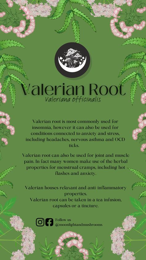 Unlock the power of Valerian Root for a night of rejuvenating slumber. Dive into our informative guide and experience the enchanting benefits of this incredible herb. #herbs #herbalism #ValerianBenefits #SleepWellNaturally #HerbalRemedies #SleepInspiration #MoonlightandMushroomApothecary #HolisticSleep #SleepBetter #Pinterest #Google Valerian Root Tea Benefits, Benefits Of Valerian Root, Burdick Root Benefits, Valerian Root Tea, Valerian Benefits, Valerian Root Benefits, Valerian Root Supplement, Wormwood Benefits, Herbal Oil Recipes