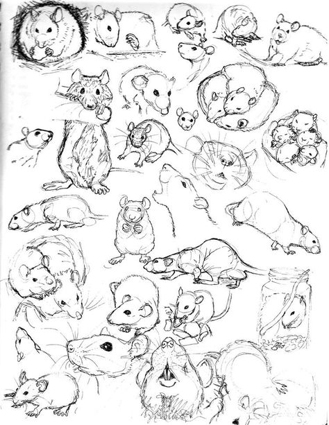 Rats Sketch, Mice Sketch, Rat Sketch, Drawing Tricks, Maus Illustration, Tier Tattoo, Sketch Practice, Animal Sketch, Different Animals