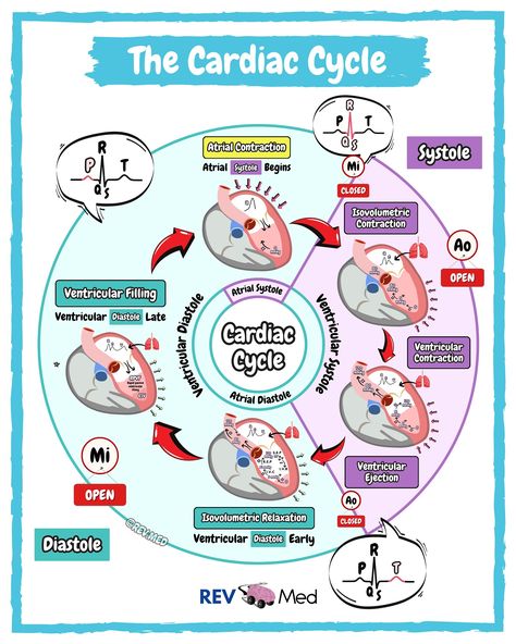 Cardiologist brought a ladder to work because they heard the cardiac cycle had lots of up’s and down’s 🫀😅 notes can be found below ⤵️ 🟣 We have some great videos that will be available in our subscriber area on Instagram 👉🏼 @rev.med ✅ Overview The cardiac cycle is the series of events in a heartbeat, where the heart contracts (systole) and relaxes (diastole) to pump blood. It starts with the atria and ventricles relaxed, allowing blood to flow into the heart. The mitral and tricuspid val... Blood Flow Through The Heart Mnemonic, Nurse Charting, Zoology Notes, Heart Chambers, Cardiac Anatomy, Charting For Nurses, Cardiac Sonography, Cardiac Cycle, Nurse Study