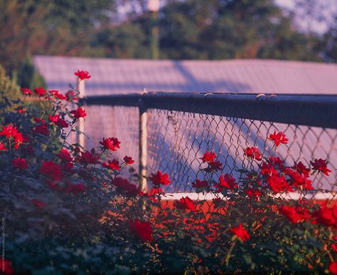 Hayden Williams, Red Flower, The Flowers, Red Flowers, Fence, Flowers, Red