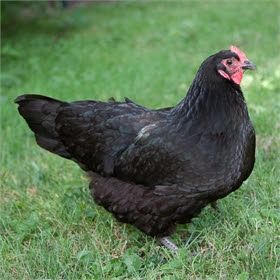 Australorp Chicken Australorp Chickens, Chicken Breeds For Eggs, Different Breeds Of Chickens, Australorp Chicken, Black Australorp, Raising Turkeys, Chicken Incubator, Easter Eggers, Egg Laying Chickens