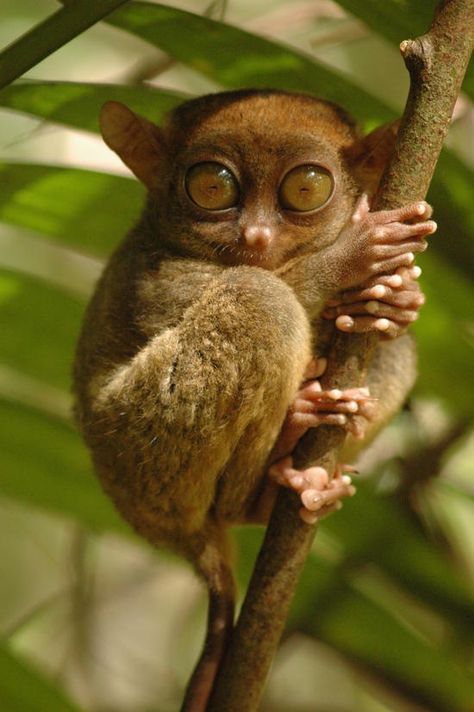 Tarsier Marsupial Philippine Tarsier, Animal Activities, Unusual Animals, Rare Animals, Silly Animals, Fluffy Animals, Cute Wild Animals, Animal Sketches, Weird Animals