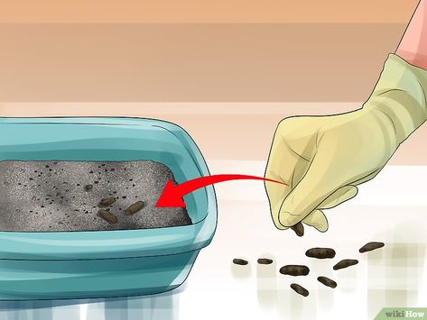 3 Ways to Train a Ferret - wikiHow Ferret Diet, Ferret Diy, Ferret Stuff, Ferrets Care, A Ferret, Otters Cute, Pet Ferret, Little Creatures, Natural Diet