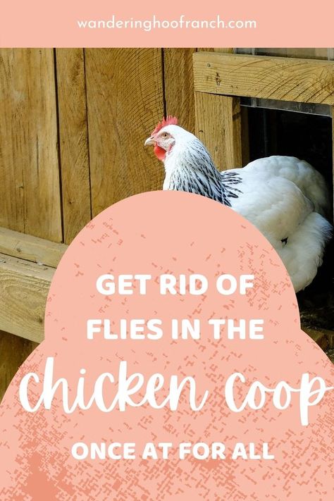 Diy Chicken Coop Cleaner, Flies In Chicken Coop, How To Get Rid Of Flies In Chicken Coop, Keeping Chicken Coop Cool In Summer, Chicken Coop Fly Control, Keep Flies Out Of Chicken Coop, Fly Strike In Chickens, Clean Chicken Coop Hacks, Chicken Coop Odor Control