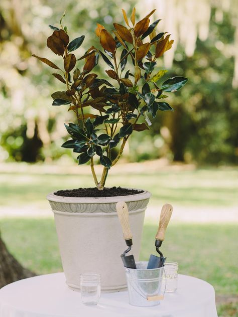 Plant for union ceremony - Adding scoops of soil from each of your hometowns to a potted plant or tree and then watering it together can be a sweet symbol of your union and a special way to end your vows. Once you're home from your honeymoon, give it a permanent place in your garden or backyard where it can continue to grow. Order Of Wedding Ceremony, Unity Candle Ceremony, Old World Wedding, Wedding Ceremony Unity, Ceremony Details, Cheap Wedding Flowers, Yacht Wedding, Tropical Wedding Flowers, Unity Ceremony