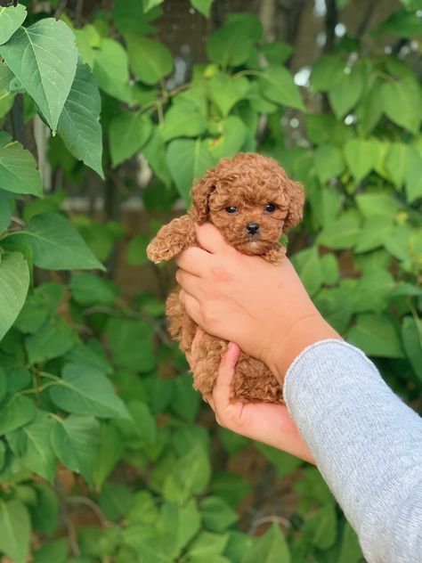 Doodles Puppies, Small Fluffy Dogs Breeds, Mini Golden Doodle Puppy, Cockapoo Puppy, Mini Doodle Dog, Doodle Puppies, Mini Cavapoo, Mini Labradoodle, Mini Golden Doodle