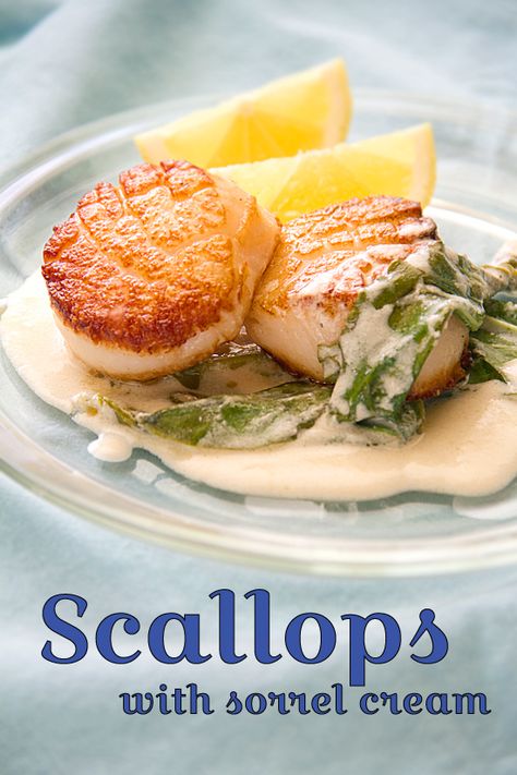 Seared Scallops with Sorrel Cream Sorrel Sauce, Sorrel Recipe, White Clam Sauce, Baked Scallops, Clam Sauce, Seared Scallops, Weekend Cooking, Shellfish Recipes, Healthy Herbs