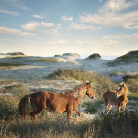 See Wild Horses Roam Free on the North Carolina Coast | VisitNC.com Coastal North Carolina, North Carolina Coast, North Carolina Beaches, North Carolina Travel, Outer Banks North Carolina, Outer Banks Nc, Majestic Horse, Carolina Beach, Travel Tourism