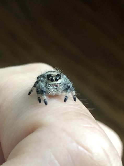 Aesthetic Spider, Spider Aesthetic, Spider Photography, Drawing Spider, Tattoo Spider, Cake Spiderman, Nails Spider, Lucas The Spider, Web Nails