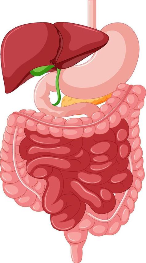 Gastrointestinal tract anatomy for education Intestines Anatomy, Anatomy Education, Sistem Pencernaan, Digestive Organs, Gastrointestinal Tract, Gastrointestinal System, Irritable Bowel, Large Intestine, Body Organs