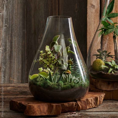 Glass Terrarium Ecosystem Design, Indoor Terrarium, Wall Plants Indoor, Tabletop Terrarium, Living Wall Indoor, Water Terrarium, Outdoors Indoors, Wood Slat Wall, Candle Types