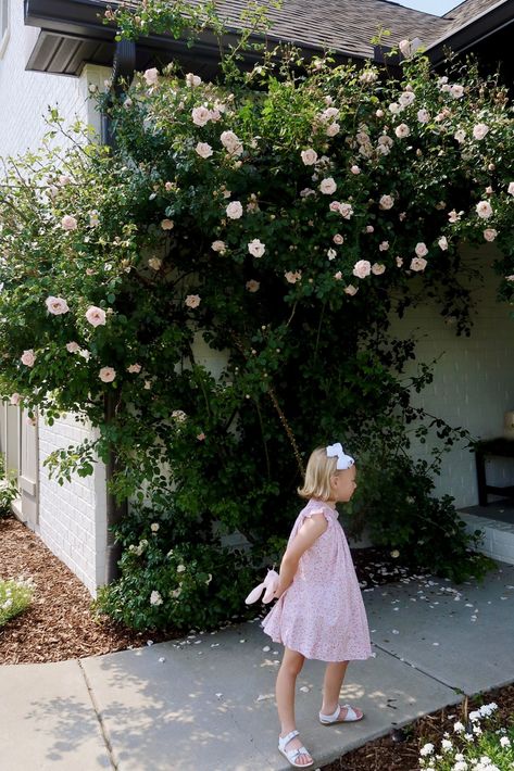 Our Entry Roses Every time I share the front of our home, I get asked about our climbing roses. Carson gave me a tiny rose plant over five years ago as a gift ― I've been nurturing it ever since. Each spring unveils new growth and an abundance of soft, shell pink blooms. It adds... The post Our Entry Roses appeared first on Amelia Styles | A Lifestyle Blog. Peggy Martin Rose Climbing, Climbing Roses On House, New Dawn Climbing Rose, Wall Trellis, Rose Got, Rose Plant, Shell Pink, Rose Wall, Planting Roses