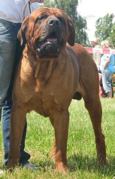 Tosa Inu Japanese Mastiff Powerful Dogs, Japanese Mastiff, Worlds Largest Dog, Cute Dogs And Cats, Boxers Dogs, Bully Dogs, Mastiff Breeds, Largest Dog, Huge Dogs