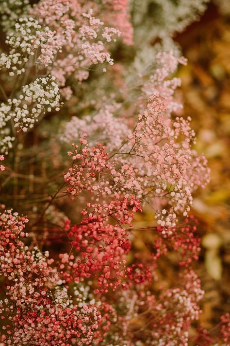 Pink Gypsophila Wedding, Pink Fall Flowers, Coloured Gypsophila, Gypsophila Wallpaper, 1960 Wedding, Flower Edit, Autumn Wedding Flowers, Autumn Wedding Ideas, Arrangement Flowers