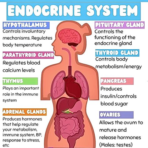 💥𝐄𝐧𝐝𝐨𝐜𝐫𝐢𝐧𝐞 𝐒𝐲𝐬𝐭𝐞𝐦 𝐎𝐯𝐞𝐫𝐯𝐢𝐞𝐰💥 The endocrine system is responsible for producing and regulating hormones that control various functions in the body. Below are the main glands and their functions: 𝟏. 𝐇𝐲𝐩𝐨𝐭𝐡𝐚𝐥𝐚𝐦𝐮𝐬: Controls involuntary mechanisms and regulates body temperature. 𝟐. 𝐏𝐢𝐭𝐮𝐢𝐭𝐚𝐫𝐲 𝐆𝐥𝐚𝐧𝐝: Controls the functioning of the endocrine glands. 𝟑. 𝐏𝐚𝐫𝐚𝐭𝐡𝐲𝐫𝐨𝐢𝐝 𝐆𝐥𝐚𝐧𝐝: Regulates blood calcium levels. 𝟒. 𝐓𝐡𝐲𝐫𝐨𝐢𝐝 𝐆𝐥𝐚𝐧𝐝: Controls body metabolism and energy levels. 𝟓. 𝐓𝐡𝐲𝐦𝐮𝐬: Plays an important ... Parathyroid Gland, Endocrine System Nursing, Nursing School Studying Cheat Sheets, Endocrine Glands, Paramedic School, The Endocrine System, Nursing School Essential, Medical School Life, Nurse Study Notes