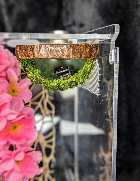 Bioactive Jumping Spider Enclosure, Diy Spider Enclosure, Jumping Spider Terrarium Ideas, Diy Jumping Spider Enclosure, Spider Enclosure Ideas, Jumping Spider Enclosure Ideas, Bug Enclosure, Jumping Spider Terrarium, Tarantula Terrarium