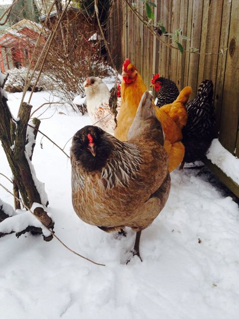 Not enjoying the snow Chicken Care In Winter, Chickens In The Snow, Flowers Chickens Wont Eat, Snowy Farm Aesthetic, Chickens In The Winter, Rhode Island Red, Hen House, Farm Life, Birds