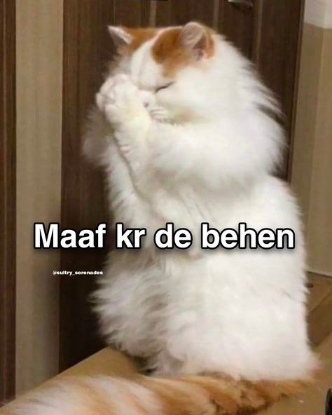 Gc Mei Entry, Cool Funny Pfp, Cats Memes Funny Humor, Funny Flirting Quotes, Childhood Memories Aesthetic, Funny Faces Quotes, Funny Compliments, Funny Dp, Lame Jokes