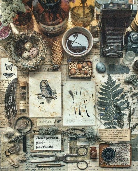 Botanist Aesthetic, Herbs Aesthetic, Victorian Naturalist, Green Academia Aesthetic, Tea Store Design, Whimsigoth Aesthetic, Nature Journals, Green Academia, Nature Room