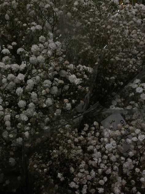 Gipsofila Aesthetic, Baby Breath Bouquet Aesthetic, Baby's Breath Aesthetic, Baby Breath Aesthetic, Gypsophila Aesthetic, Babys Breath Aesthetic, Breathe Aesthetic, Breath Aesthetic, Aesthetic Wallpaper Flower