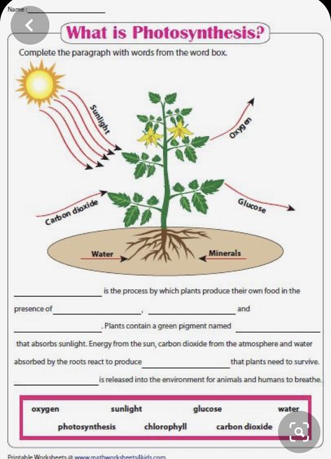 What Is Photosynthesis, Photosynthesis Projects, Photosynthesis Activities, Food Worksheet, Photosynthesis Worksheet, Plant Lessons, Photosynthesis And Cellular Respiration, 4th Grade Science, Biology Lessons