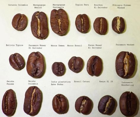 Types Of Coffee Beans, Coffee Tips, Coffee Infographic, Coffee Facts, Coffee Varieties, Coffee Health Benefits, Coffee Benefits, Roasted Coffee Beans, Roasted Coffee