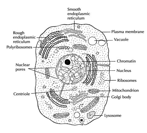 Cell Structure And Function | Cells: The Basic Units Of Life | Siyavula Human Cell Diagram, Human Cell Structure, Animal Cell Drawing, Coffee Painting Canvas, Animal Cell Structure, Cell Membrane Structure, Human Cell, Cell Diagram, Plant And Animal Cells