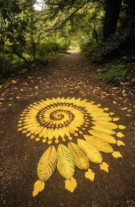 yellow leaves radiate outward on the forest floor Art Out Of Nature, Art Made Out Of Nature, Art Made With Nature, Art From Natural Materials, Outdoor Altar Ideas, Landart Ideas, Nature Sculpture Art, Nature Hobbies, Art Made From Nature