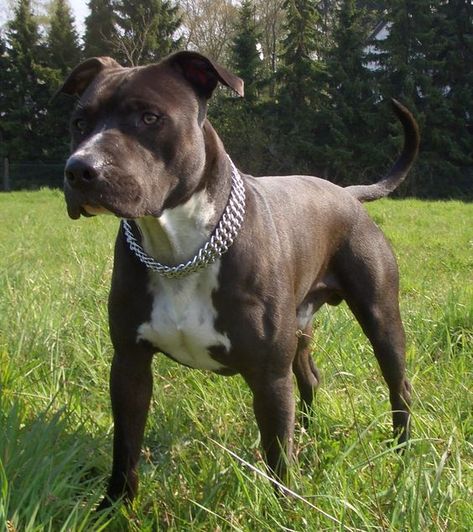 200 Best American Staffordshire Terrier Dog Names Dog Contest, Bully Breed, Staffordshire Terriers, Corso Dog, American Pitbull, Dream Dog, American Staffordshire Terrier, Best Dog Breeds, Favorite Animals