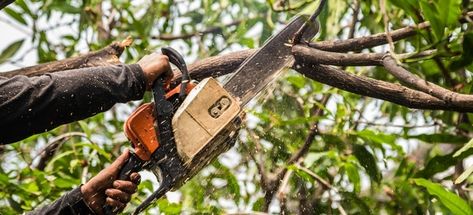 Trimming tree branches near your house before a storm can help reduce the risk of serious damage or injury. Importance Of Trees, Tree Removal Service, China Spring, Tree Surgeons, Urban Tree, Tree Felling, Landscape Maintenance, Tree Pruning, Tree Removal