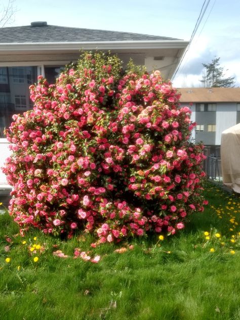 Huge rose bush! Rose Bush Landscaping, Rose Bushes Landscape, Bushes With Flowers, Rose Bush Tattoo, Bush With Flowers, Bush Of Flowers, Savannah Core, Mia Core, Gratitude Board