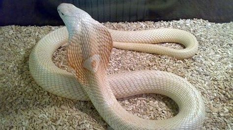 California Neighborhood, Melanistic Animals, King Cobra Snake, Albino Animals, Cobra Snake, Snake Venom, Reptile Snakes, Beautiful Snakes, King Cobra