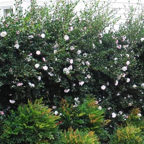 Camellia Sasanqua Hedge, Hedges Front Yard, Camellia Landscaping, Camelia Hedge, Camellia Hedge, Creek Landscaping, Camellia Sasanqua, Julia Morgan, Evergreen Hedge