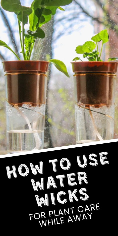 Effortlessly hydrate your plants using a water wick. Learn how this simple method can keep your houseplants watered and healthy even when you're away. Save this pin for later and click to find out how to set up a water wick system for your plants! Plant Watering Hacks, Canned Carrots, Empty Plastic Bottles, Plant Watering, Raising Backyard Chickens, Root Rot, Low Light Plants, Plant Images, Diy Water