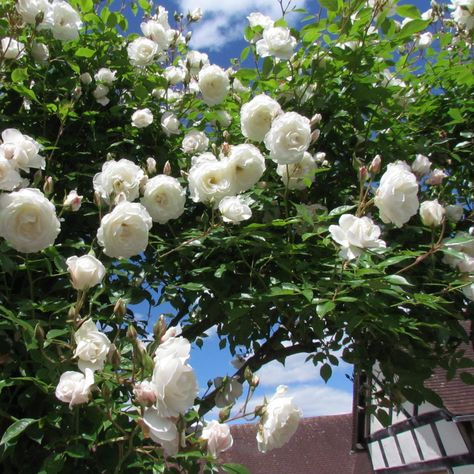 Climbing Iceberg rose | White Climbing rose |Style Roses Thornless Roses, Iceberg Climbing Rose, White Climbing Roses, Snow Rose, Standard Roses, Rosé Summer, Snow In Summer, Climbing Rose, Types Of Roses