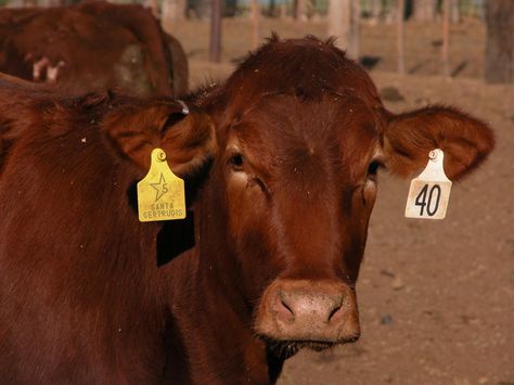 Tags Ideas, Cow Tag, Stationary Branding, Cow Ears, Ear Tag, Cow Calf, The Ear, Jewelry Show, Pretty Earrings