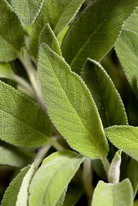 Culinary Food, Sage Plant, Salvia Sclarea, Medicinal Plants, Photo Reference, Plant Leaves, Close Up, Photo Image, Herbs