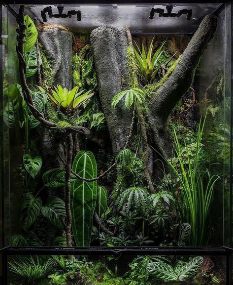 Vivarium Designs 🇨🇦 on Instagram: "📸: @mr.monkey_vivarium As always dm to be featured. 🌱#vivarium#reptiles#plants#rainforest#reptileproducts#reptileexpo#terrarium#tropical#terrariumworkshop#dartfrog#ecosystem#bioactive#indoorgarden#waterfeature#bromeilad#moss#orchid#custom#art#sliceofjungle#mistking#fogger#hardscape#scapemaster#natural#wildlife#frog#bringoutdoorsin" Plant Enclosure, Reptile Vivarium, Bamboo Terrarium, Indoor Ecosystem, Vivarium Plants, Tropical Terrarium Plants, Rainforest Terrarium, Bioactive Enclosure, Frog Vivarium