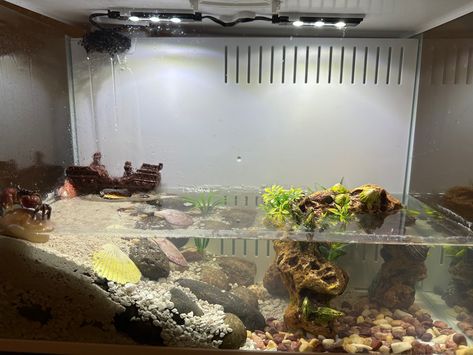 Mudskipper Tank, Aquatic Terrarium, Turtle Tanks, Turtle Terrarium, Deep Sea Life, Turtle Aquarium, Frog Tank, Fish Aquarium Decorations, Saltwater Fish Tanks