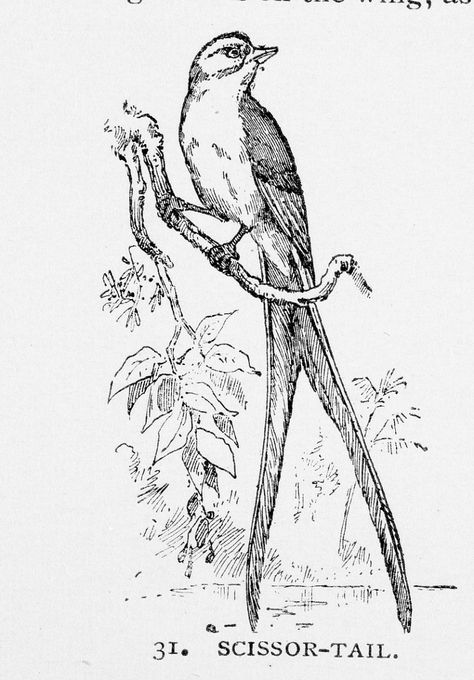 Engraving of a Scissor-tail Bird | Smithsonian Institution Scissor Tailed Flycatcher Tattoo, Scissor Tail Bird Tattoo, Scissor Tailed Flycatcher Drawing, Snipe Bird Drawing, Scissor Tail Bird, Scissor Tailed Flycatcher, Antique Scissors Drawing, Woodcut Bird Tattoo, Vintage Scissors