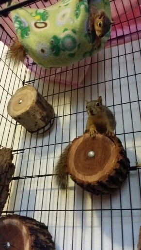 Silly sisters! Squirrels Baby Squirrel Care, Flying Squirrel Pet, Squirrel Home, Enrichment Projects, Rat Cage, Wildlife Rehabilitation, Squirrel Cage, Flying Squirrel, Parrot Toys