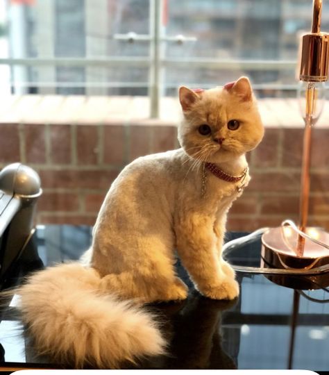 Cat Hairstyle, Persian Cat Haircut, Cat Grooming Styles, Land Creatures, Cat Haircut, Animal Grooming, Grooming Business, Cut Cat, Dog Grooming Business