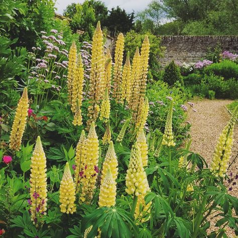 The Adam Frost Garden School on Instagram: “Lupin 'Chandelier' bringing a splash of yellow to the borders 💛 #lupin #lupinchandelier #garden #gardening #plantingdesign #yellowflowers…” Lupine Seeds, Garden School, Sun Bed, Seed Pack, Plant Design, Garden Seeds, Cottage Garden, Cactus Plants, Yellow Flowers