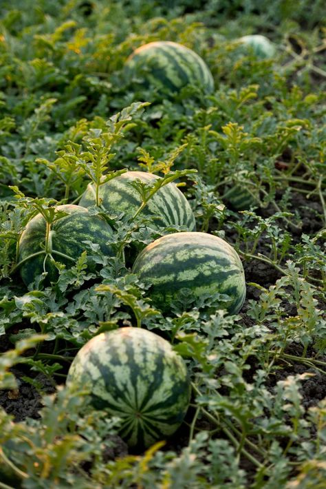 Cucumber Companion Plants, Salad Watermelon, Companion Planting Guide, How To Grow Watermelon, Watermelon Cocktail, Watermelon Plant, Watermelon Drink, Watermelon Cake, Cucumber Plant