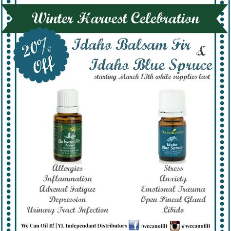 20% off Young Living's Idaho Balsam Fir   Idaho Blue Spruce Starting 03/13!  Idaho Balsam Fir is a part of the "Allergy Bomb" that our team loves, and my husband raves about how it helps with his energy, adrenals and workouts. Idaho Blue Spruce is a precious oil to me, and has helped with overall emotional balance! #youngliving #wecanoilit Idaho Blue Spruce, Adrenal Glands, Young Living Oils, Blue Spruce, Urinary Tract, Emotional Balance, Beauty Ideas, Young Living Essential Oils, Young Living